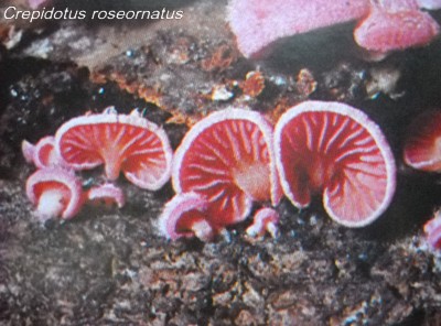 Crepidotus roseornatus